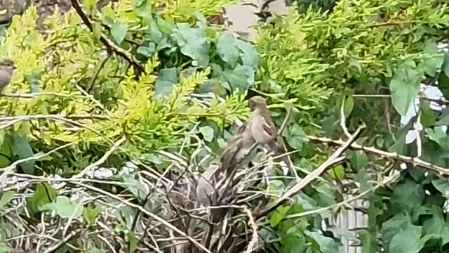 Sparrow feeding baby