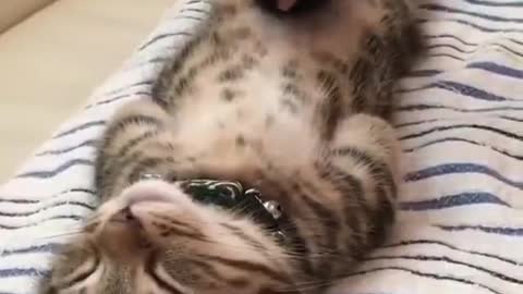 Sleeping Cat 😅😅😅