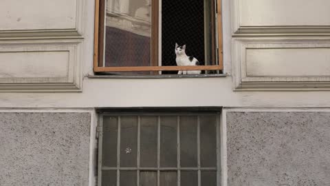 This is how your cat will wait for you to come back after you leave the house