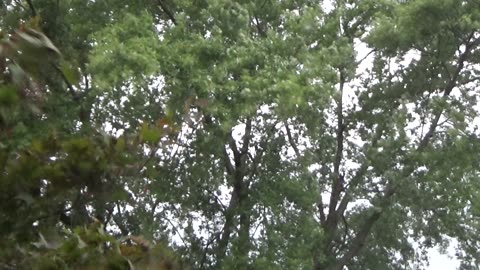 Windstorm, Levagood Neighborhood, Dearborn, Michigan, August 27, 2024, About 5:50 P.M.