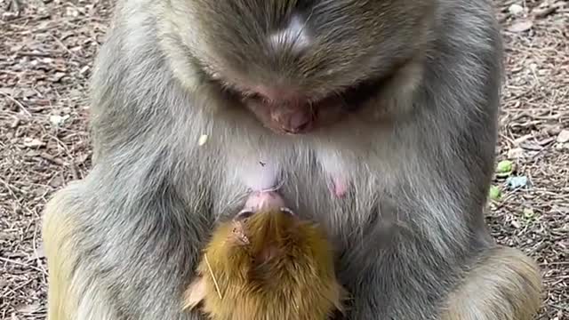 little monkey drinking milk