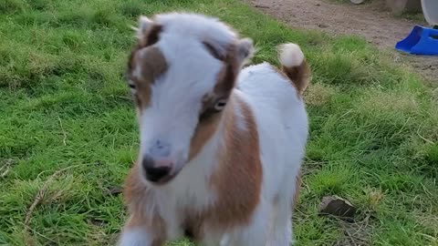 So many baby goats!