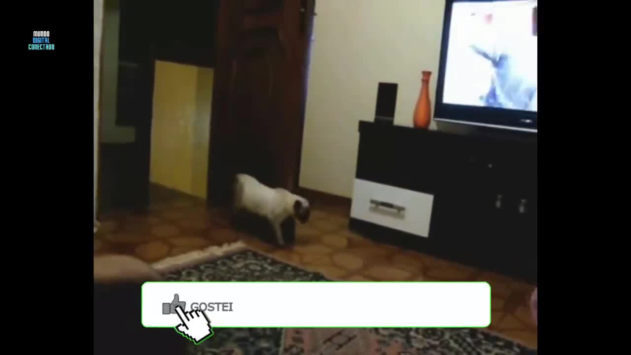 The Best Scares of Cats | Try not to laugh . Cat paid off from Crazy. Hahahaha