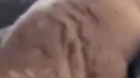 Funny Baby Dogs - Cute and Funny Dog Video