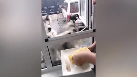 Husky having their food