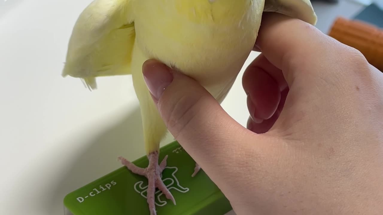 Cockatiel Turns Into a Squeaky Toy