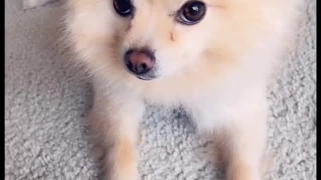 Cute puppy compilation 🐕‍🦺