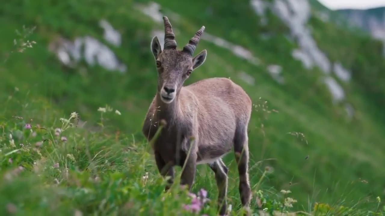 African Wildlife With Relaxing Music | Bale Mountains National Park | Real Sounds Of Africa Ultra HD