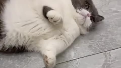 Funny cat 😸😸 video 😂😂