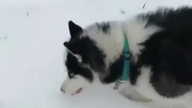 A dog who likes playing with snow.