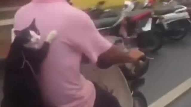 biker cat