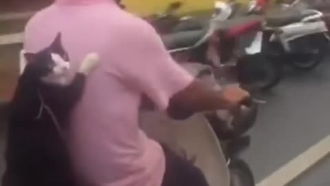 biker cat