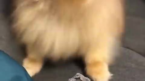 Pomeranian dog has the most hilarious sneeze #cat #cute #kitten