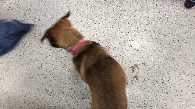 Mastiff German Shepard doesn’t like the mop