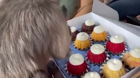 Treat!!!