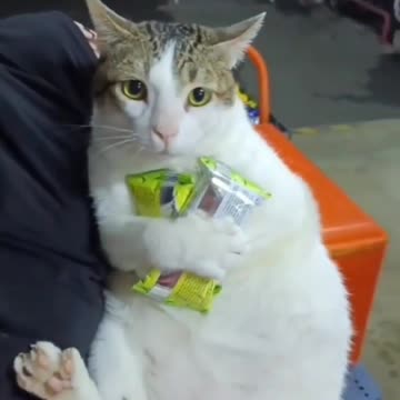 “I love cats because I enjoy my home; and little by little, they become its visible soul.