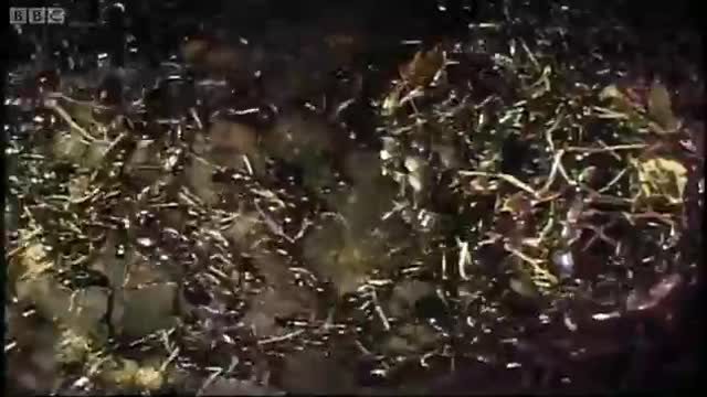 Stunning Footage of Ants Buidling a New Home | Ant Attack | BBC Earth