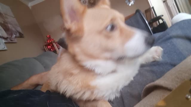 Corgi the lap dog???