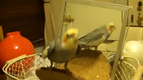 Funny parrots going crazy