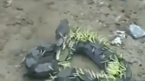 😱 strange snake