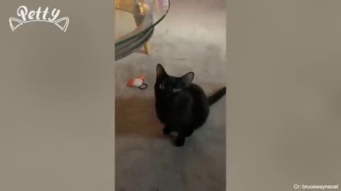 cats just being cats ultimate funny cat that will make your day