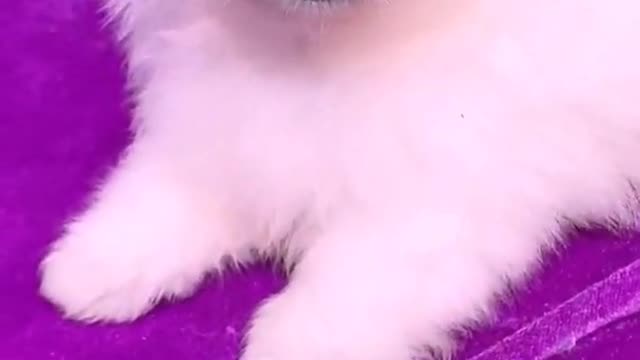Cute Dogs That Will Make You Happy-Funny Animal