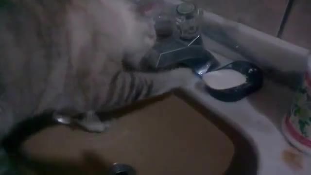 "Ghost" cat drinking water hidden in the kitchen sink