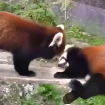 Red pandas. #shorts