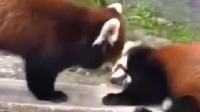 Red pandas. #shorts