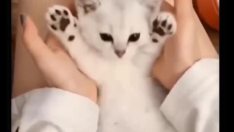 Short video of cute and adorable pets - Ep 6
