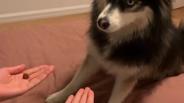 funny animals 😂 crazy animals 😱 tiktok animals 🥰 #short #animals #funnyanimals #tiktok #viralanimals