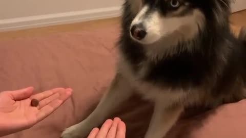 funny animals 😂 crazy animals 😱 tiktok animals 🥰 #short #animals #funnyanimals #tiktok #viralanimals