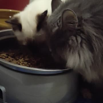 Cats Eating Time: Sisters who eat together stay together