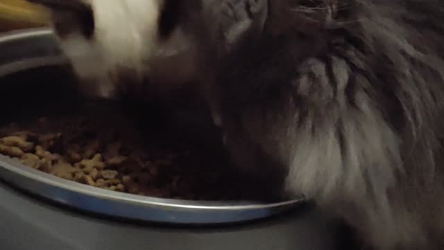 Cats Eating Time: Sisters who eat together stay together
