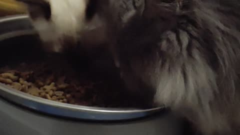Cats Eating Time: Sisters who eat together stay together