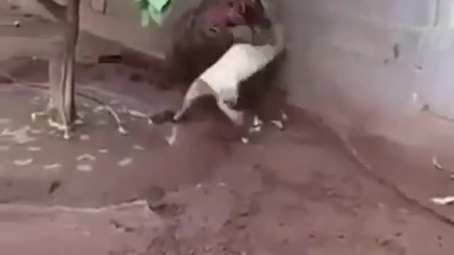 Tiger and Dog clash