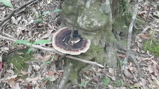 Fungus at Gleniffer