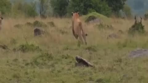 Crazy moments hyenas hunt Lion Lion , beautiful lion ,