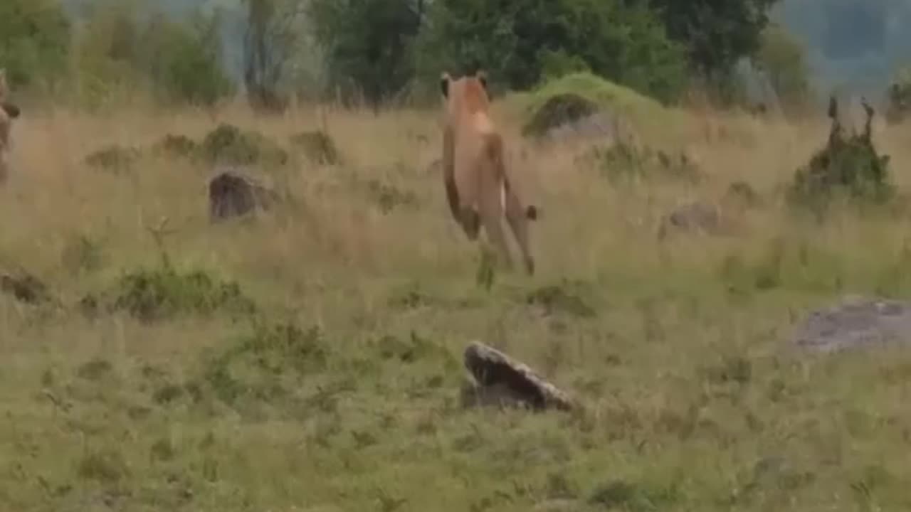 Crazy moments hyenas hunt Lion Lion , beautiful lion ,