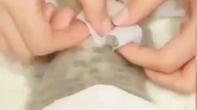 feeling is better cats