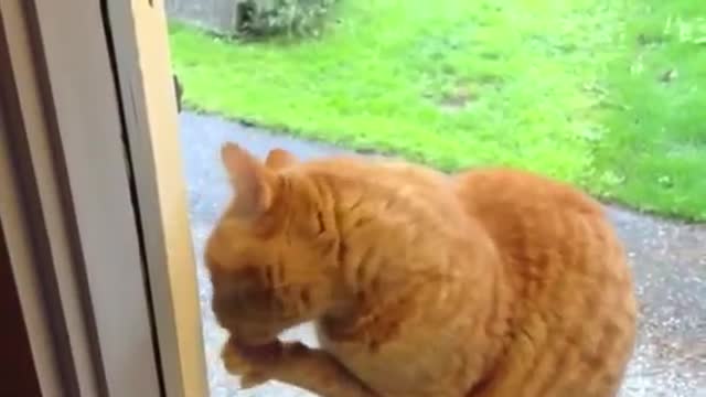 Cat Rings Doorbell