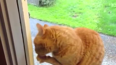 Cat Rings Doorbell