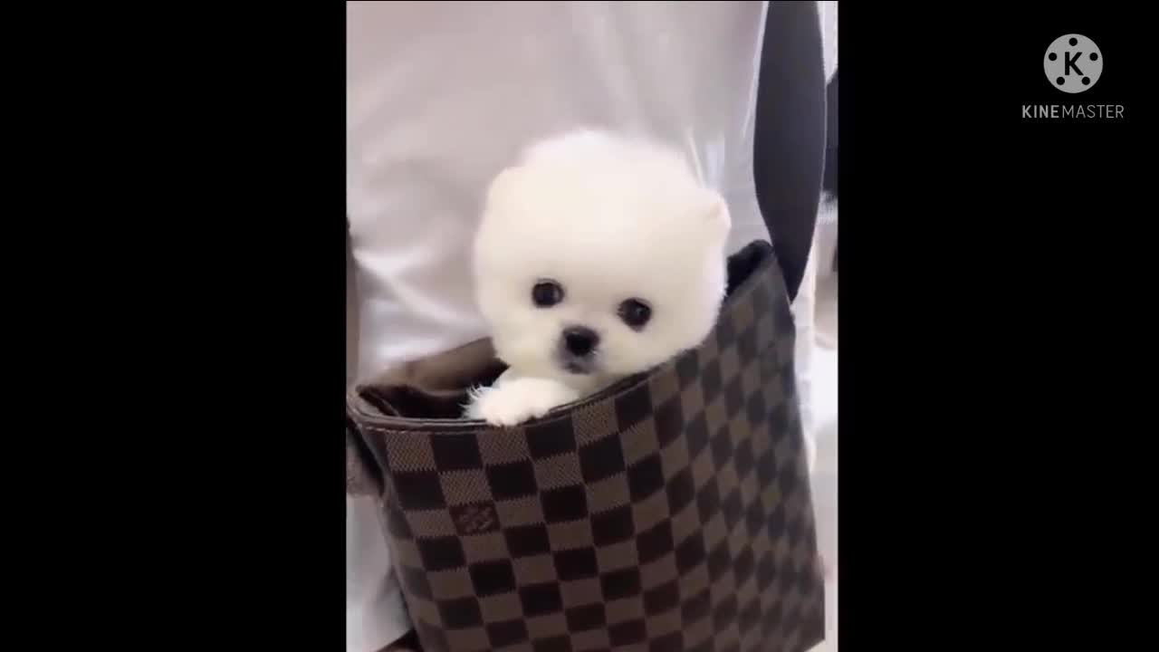 Cute Baby Animals Videos Part 4