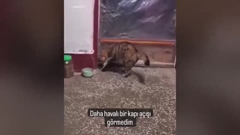 Cats Funny Videos