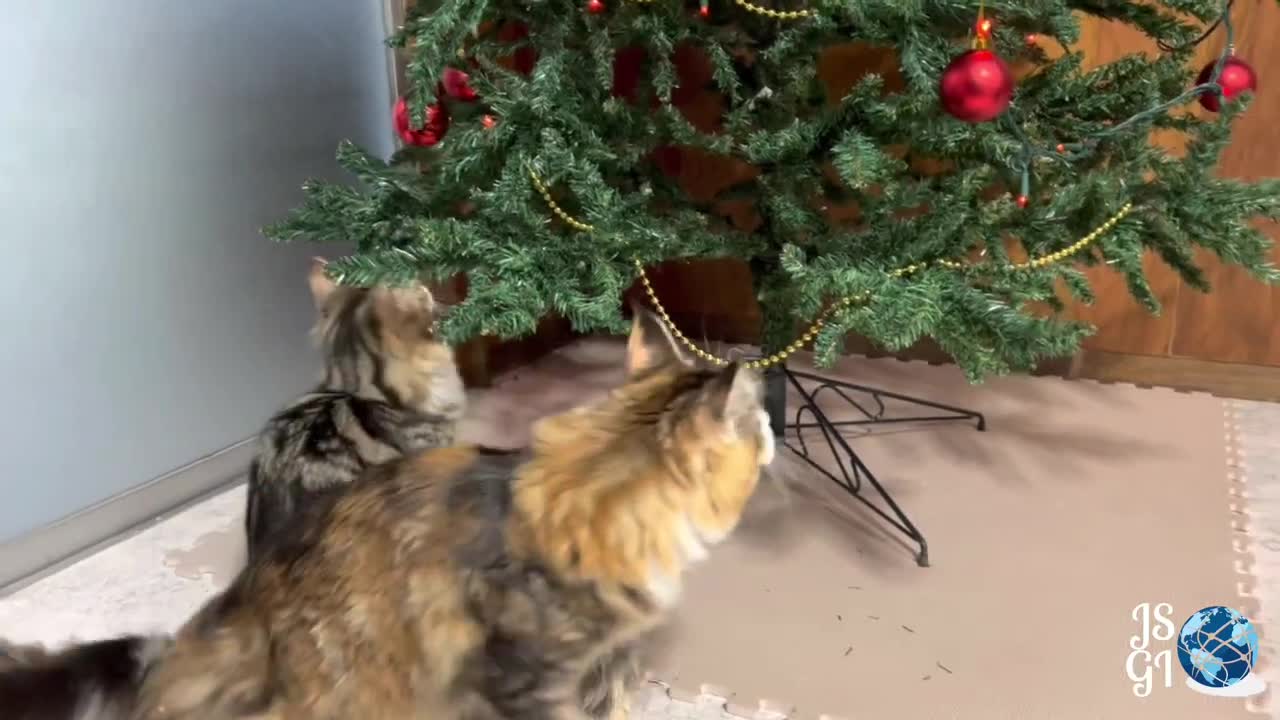 Maine coon cats with a Christmas tree 1:41