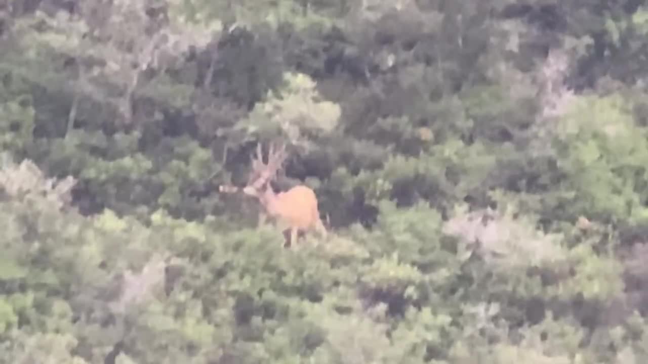 Mountain Lion chases mule deer bucks