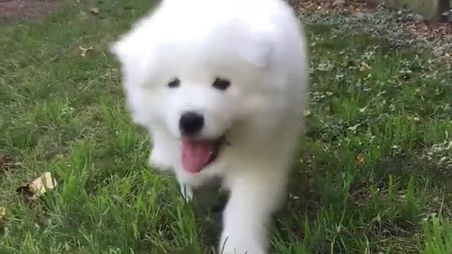 Brown dog running towards owner in yard