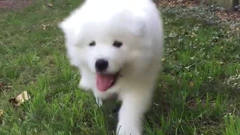 Brown dog running towards owner in yard