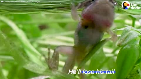 The life cycle of the frog