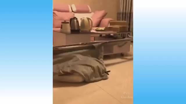 Cute Pets And Funny Animals Com.
